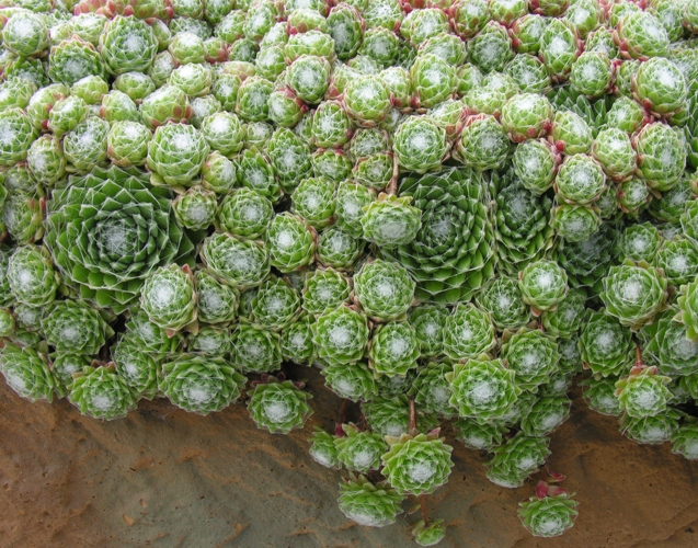 arachnoideum