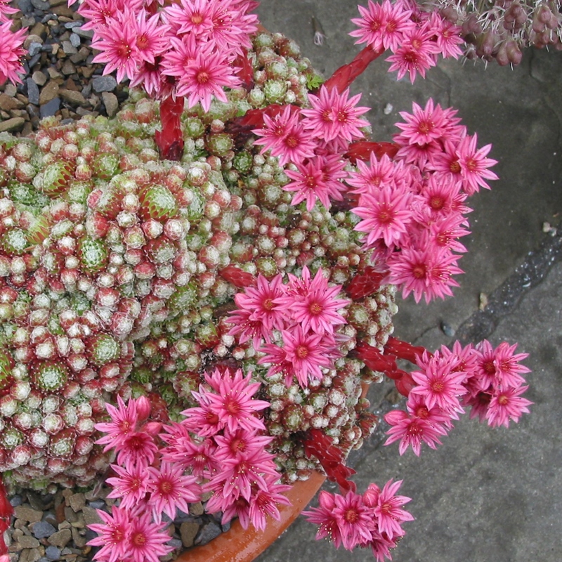 arachnoideum