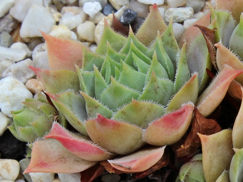 tectorum (aureum)