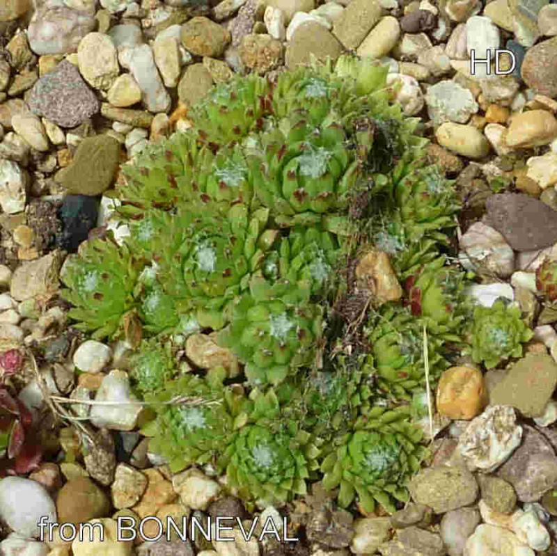 arachnoideum from Bonneval-sur-Arc, Col de l'Iseran