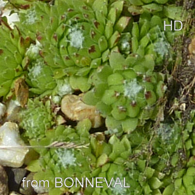 arachnoideum from Bonneval-sur-Arc, Col de l'Iseran