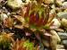 globiferum ssp. hirtum (tatrensis) from Baraniarky