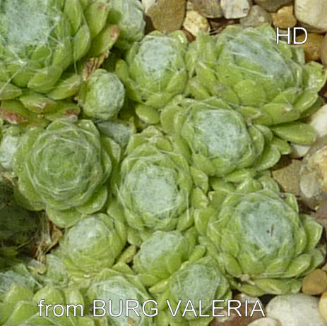 arachnoideum from Burg Valeria