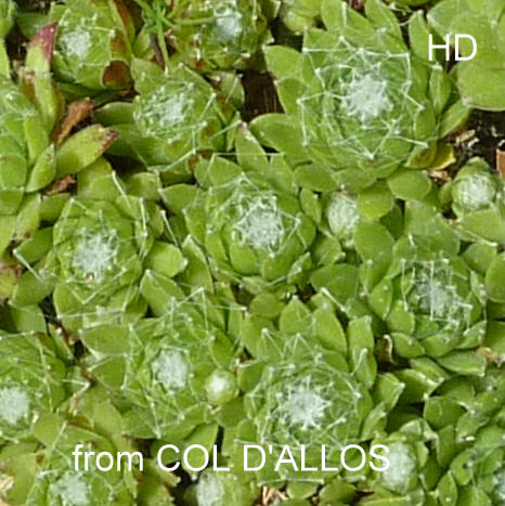 arachnoideum from Col d'Allos