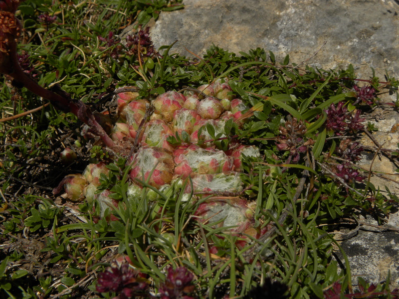 arachnoideum from Col du Pourtalet, 1795m