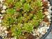 globiferum ssp. hirtum from Dunajec-Durchbruch