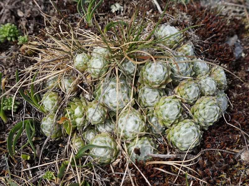 arachnoideum from Eisacktal, Feldthurns