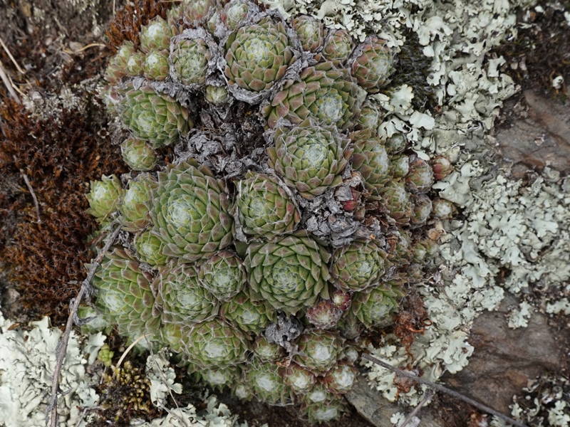 arachnoideum from Eisacktal, Feldthurns