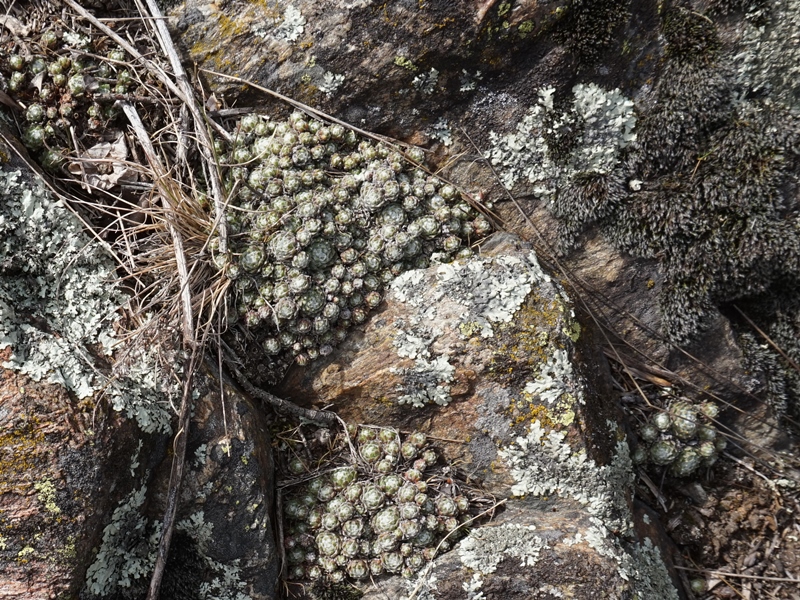 arachnoideum from Eisacktal, Feldthurns