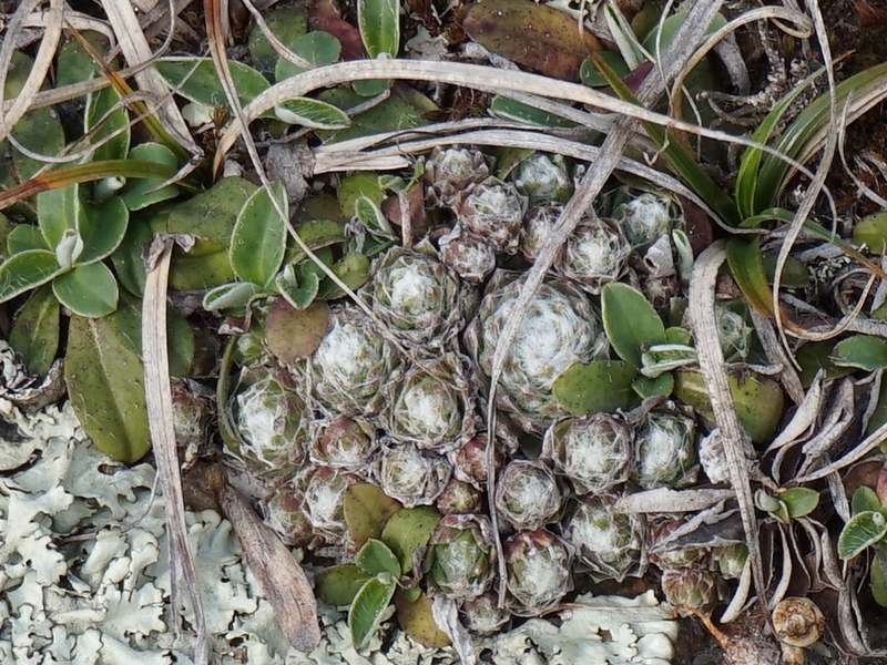 arachnoideum from Eisacktal, Feldthurns