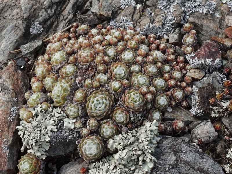 arachnoideum from Eisacktal, Feldthurns
