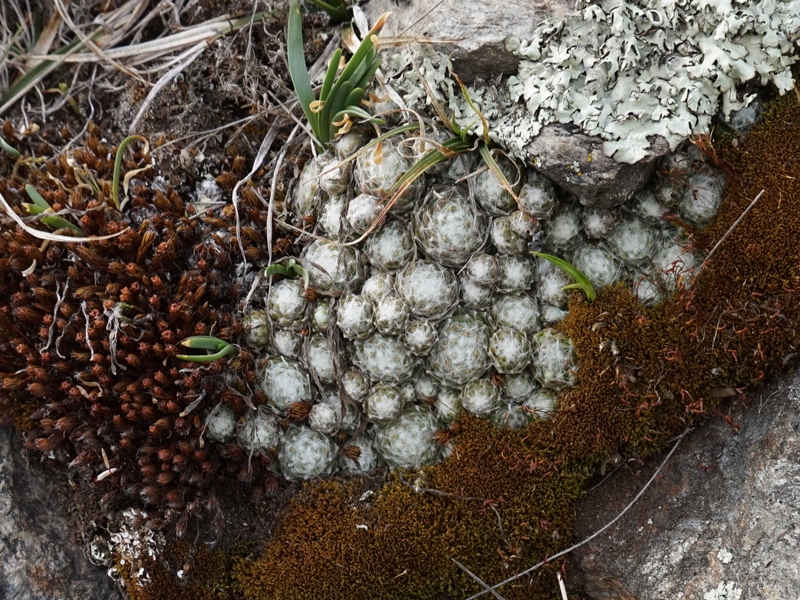 arachnoideum from Eisacktal, Feldthurns