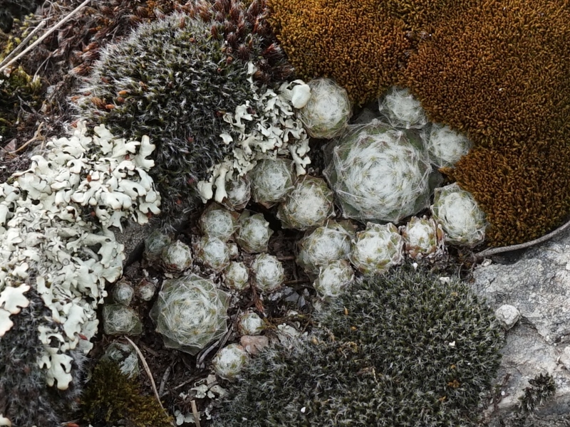 arachnoideum from Eisacktal, Feldthurns