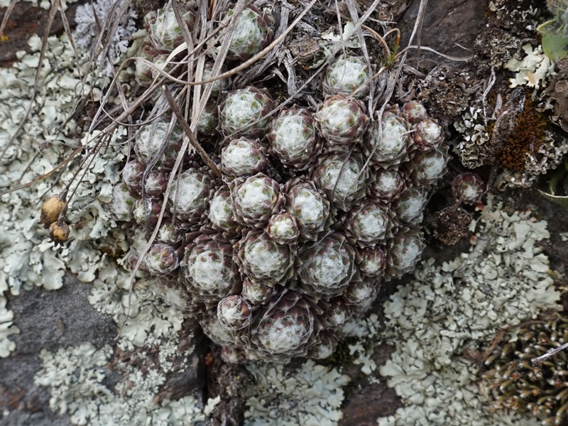 arachnoideum from Eisacktal, Feldthurns