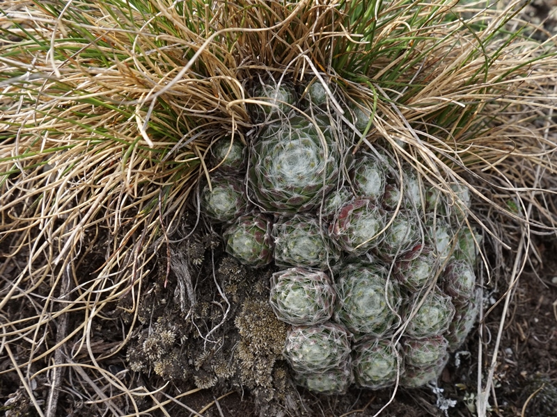 arachnoideum from Eisacktal, Feldthurns