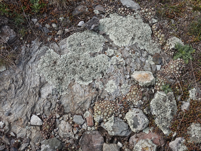 arachnoideum from Eisacktal, Feldthurns