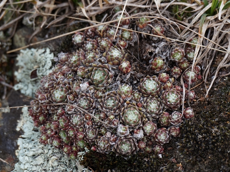 arachnoideum from Eisacktal, Garn