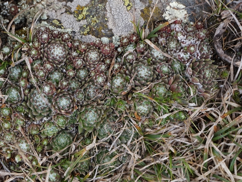 arachnoideum from Eisacktal, Garn