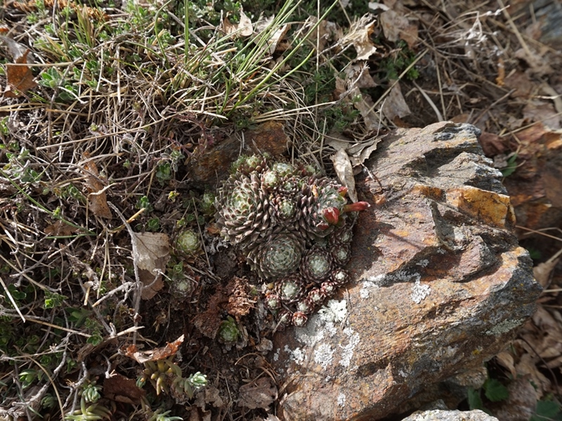 arachnoideum from Eisacktal, Garn