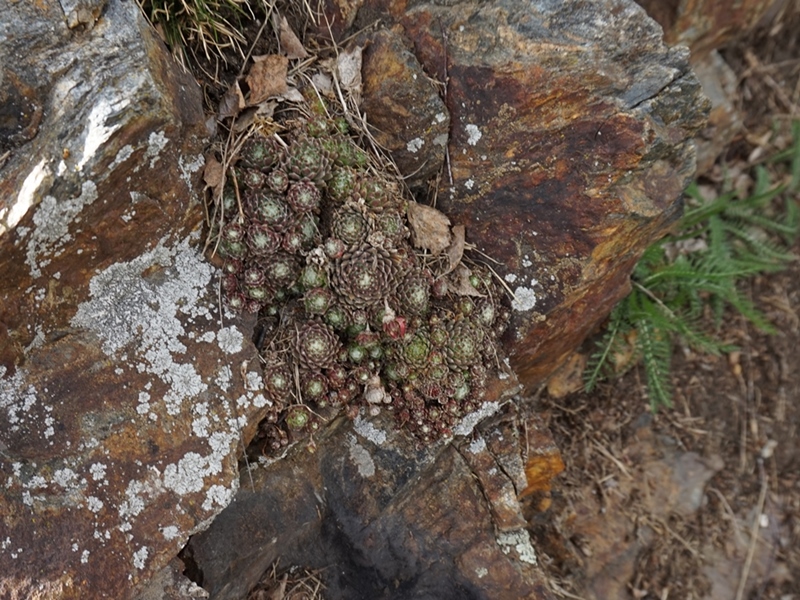 arachnoideum from Eisacktal, Garn
