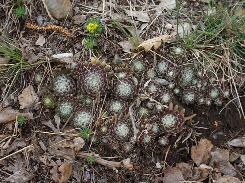 arachnoideum from Eisacktal, Garn