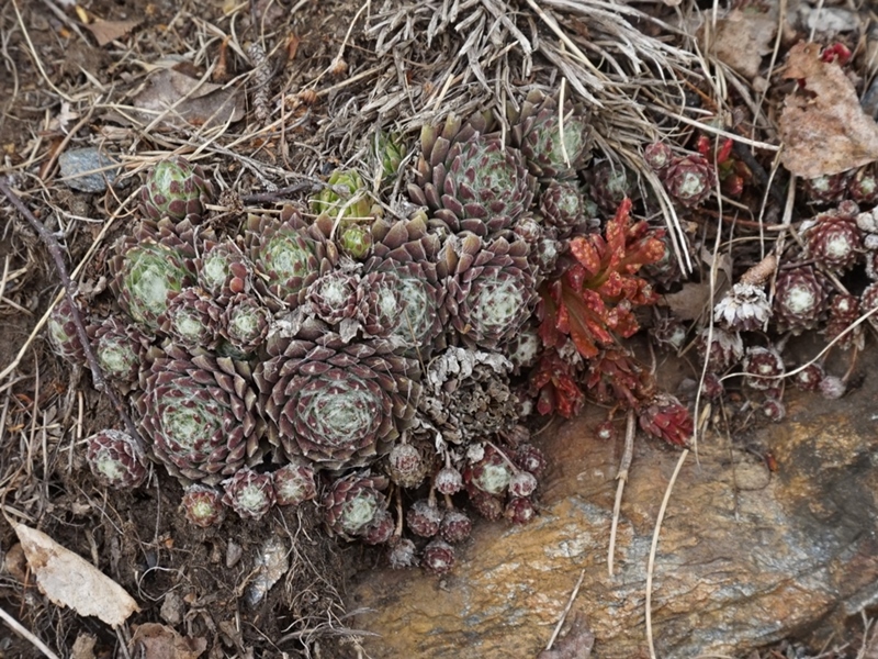 arachnoideum from Eisacktal, Garn