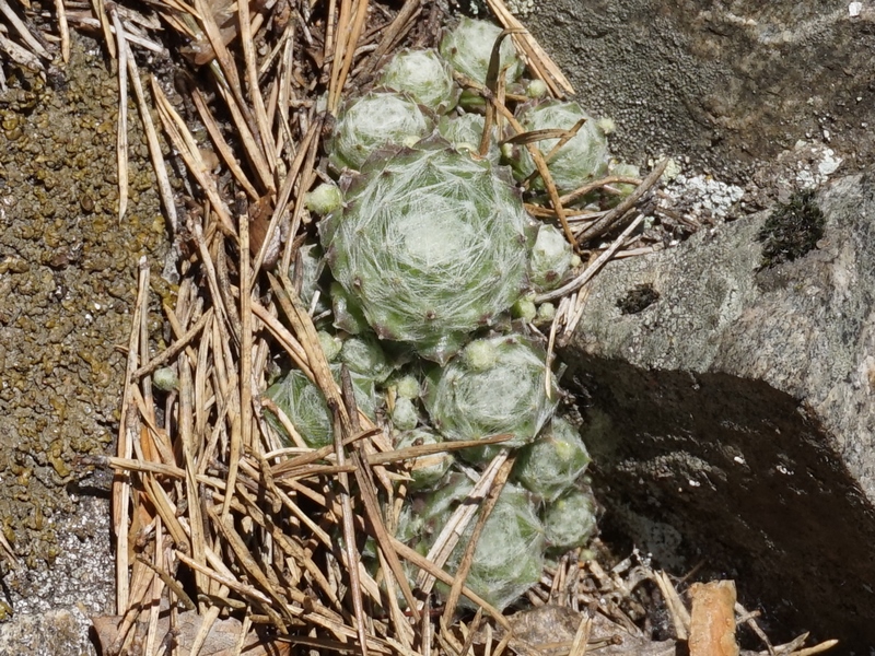 arachnoideum from Eisacktal, Keschtnweg