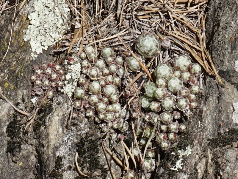 arachnoideum from Eisacktal, Keschtnweg