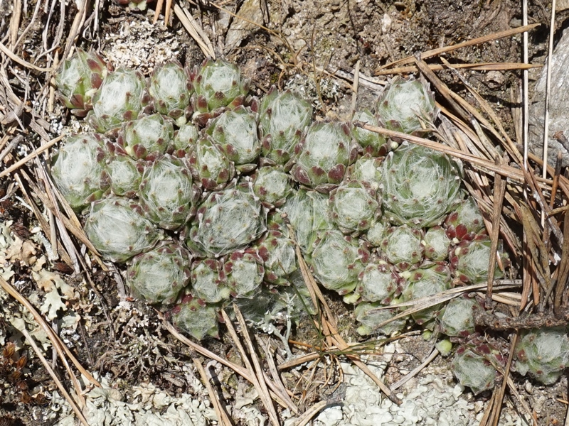 arachnoideum from Eisacktal, Keschtnweg