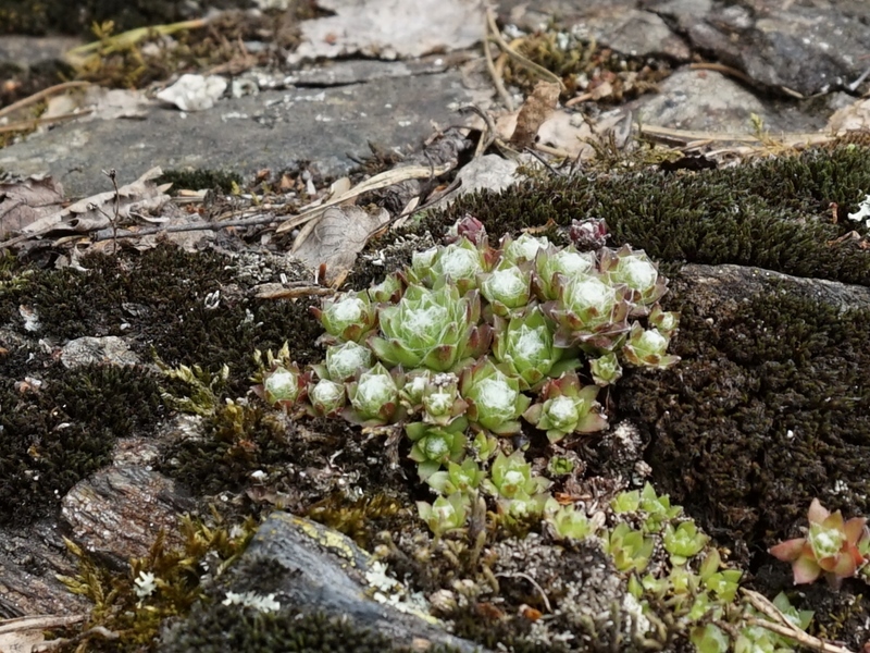 arachnoideum from Eisacktal, Schnauders