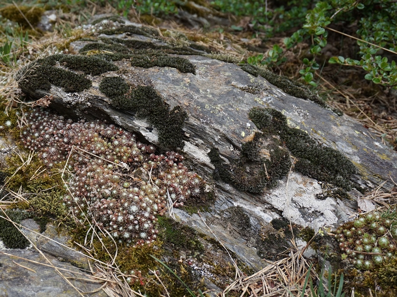 arachnoideum from Eisacktal, Schnauders
