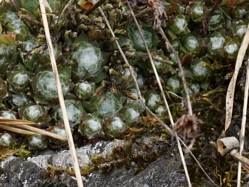 arachnoideum from Eisacktal, Schnauders