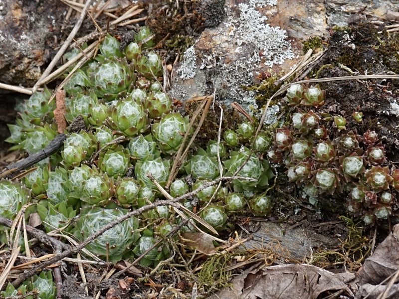 arachnoideum from Eisacktal, Schnauders