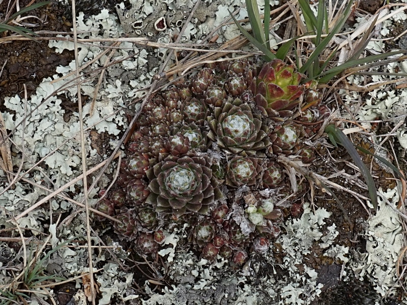 arachnoideum from Eisacktal, Schnauders