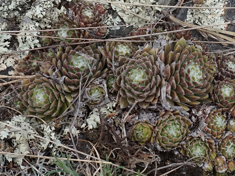 arachnoideum from Eisacktal, Schnauders