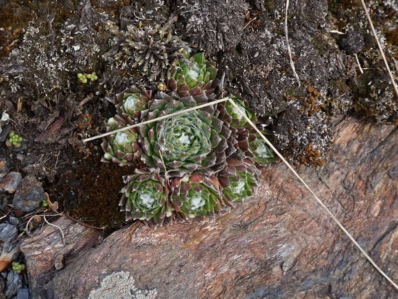 arachnoideum from Eisacktal, Schnauders