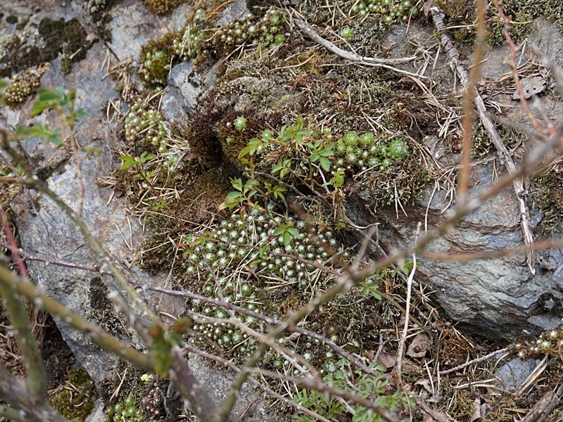 arachnoideum from Eisacktal, Schnauders