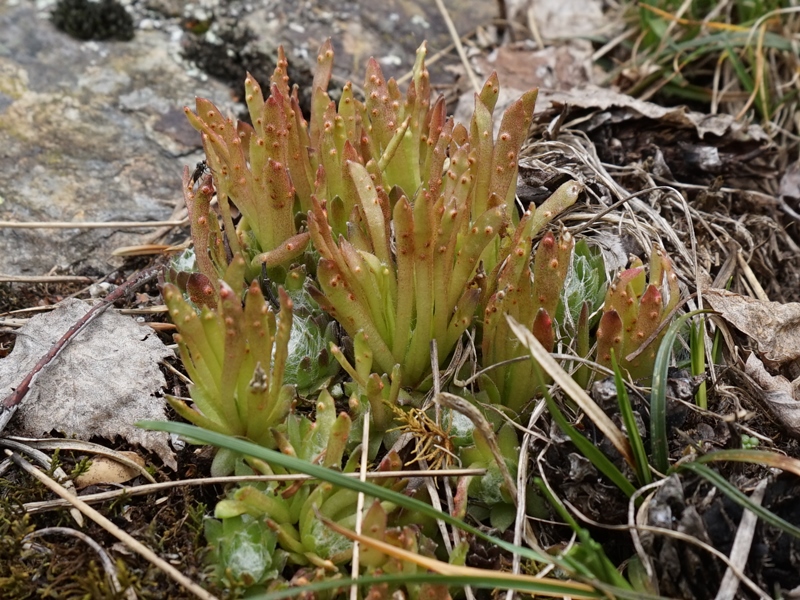 arachnoideum from Eisacktal, Schnauders