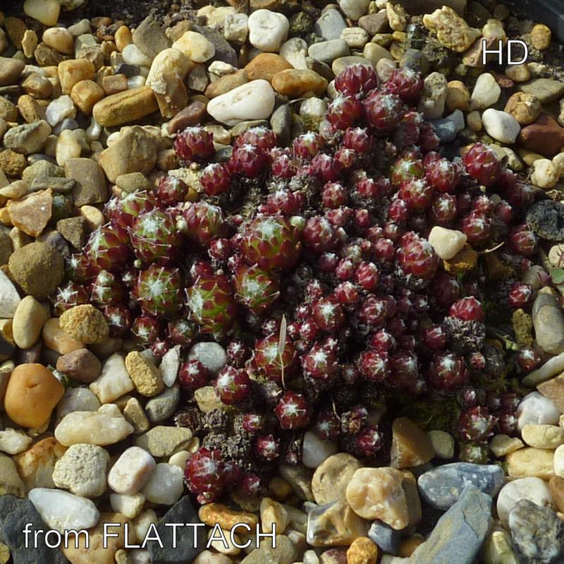 arachnoideum from Flattach-Waben