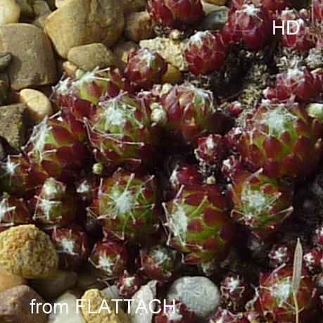 arachnoideum from Flattach-Waben