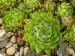 globiferum ssp. hirtum from Glacká cesta, 870m