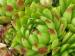 globiferum ssp. hirtum from Heukuppe