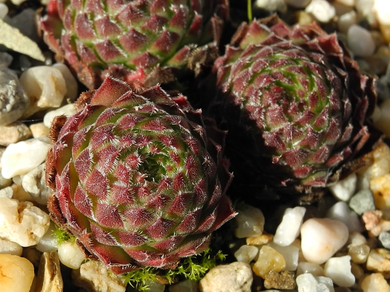 montanum (hispidulum)