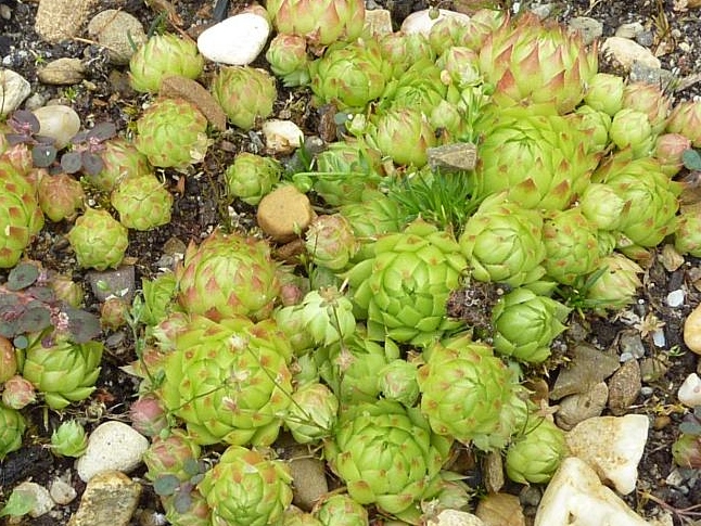 globiferum ssp. arenarium from Lassach