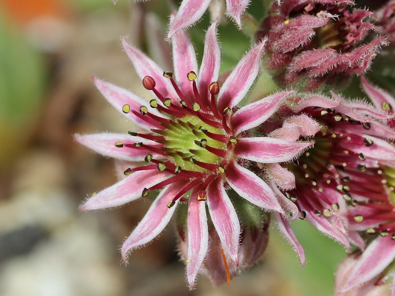 marmoreum ssp. matricum from Füzér 
