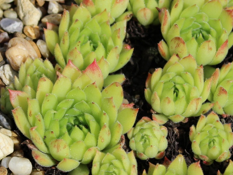 marmoreum ssp. matricum from Szarvaskö