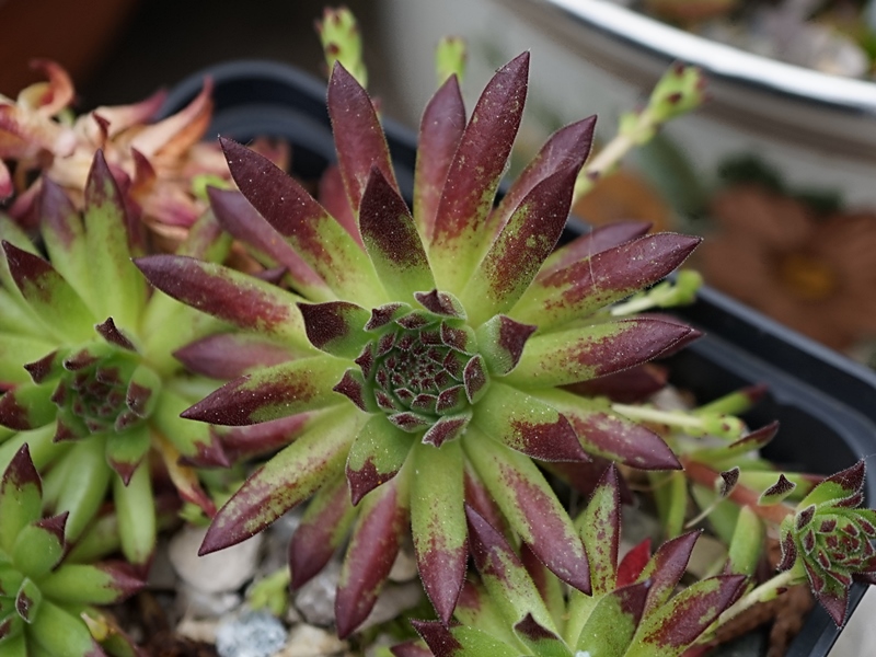 montanum ssp. stiriacum from Katschberg