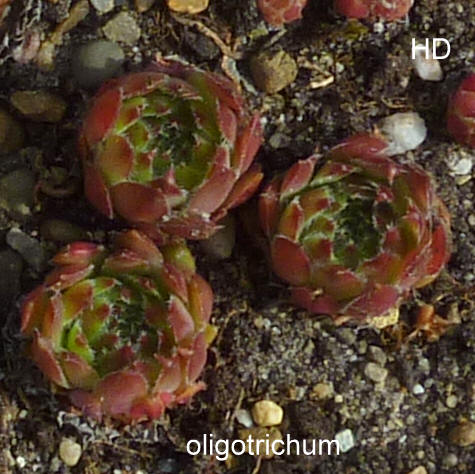 barbulatum (oligotrichum)