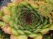 tectorum from Bodio-Cauco 