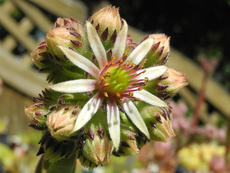 montanum x S. pittonii